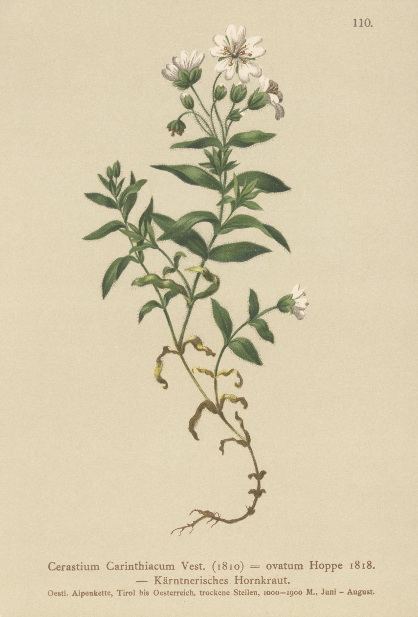 Oreille de souris de Carinthie (Cerastium Carinthiacum) - German School