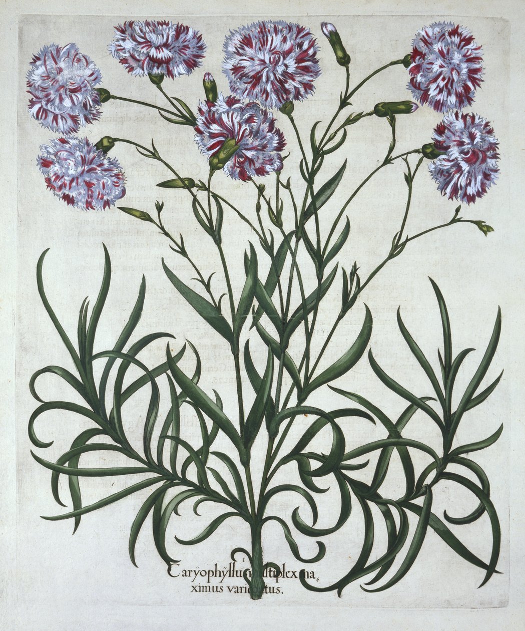 Œillet, de Hortus Eystettensis, par Basil Besler (1561-1629), pub. 1613 - German School