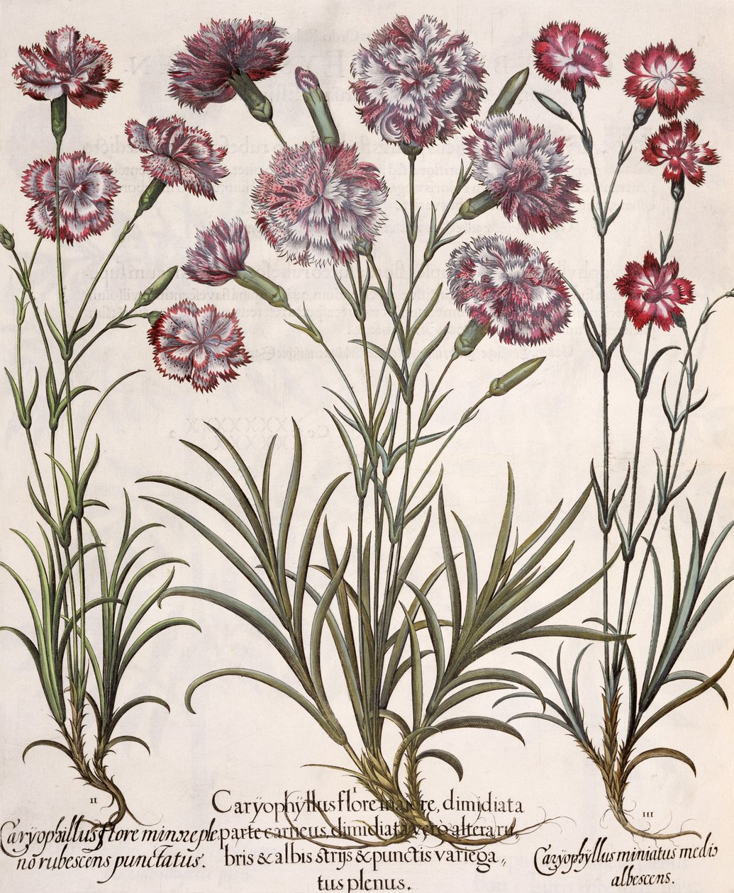 Œillets, du Hortus Eystettensis par Basil Besler - German School