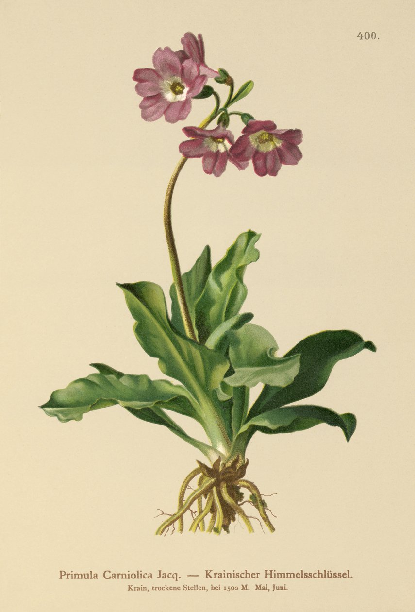 Primevère carniolienne - German School