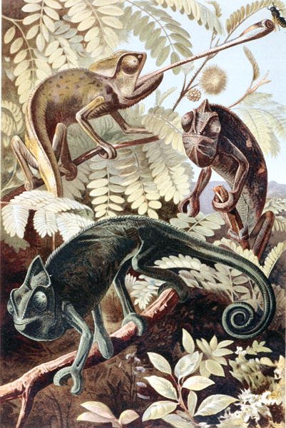 Caméléon, planche de "Brehms Tierleben: Allgemeine Kunde des Tierreichs", vol.7, p.171, publié par Bibliographisches Institut - German School