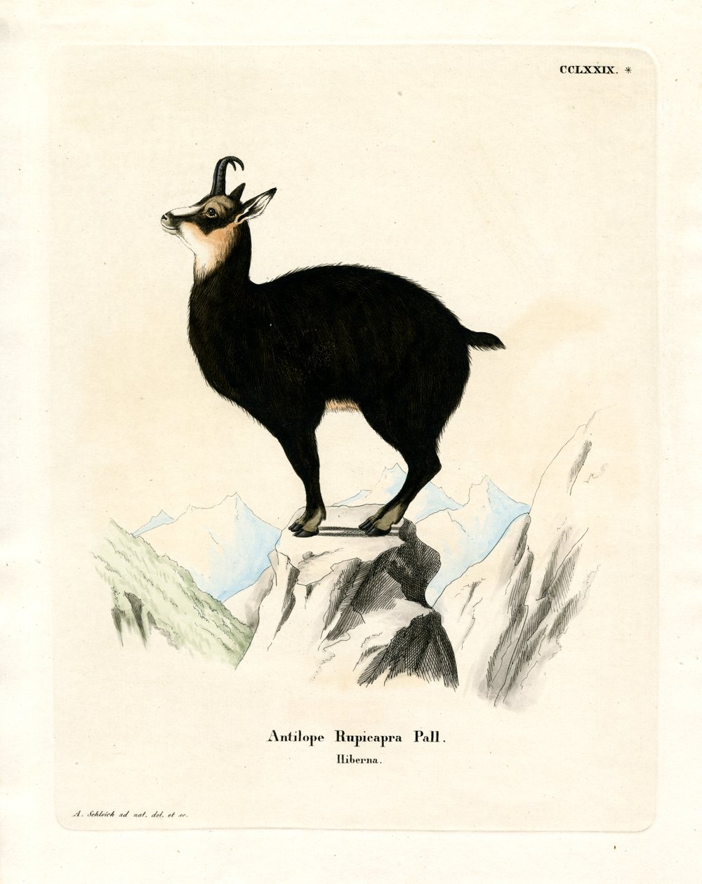 Chamois - German School