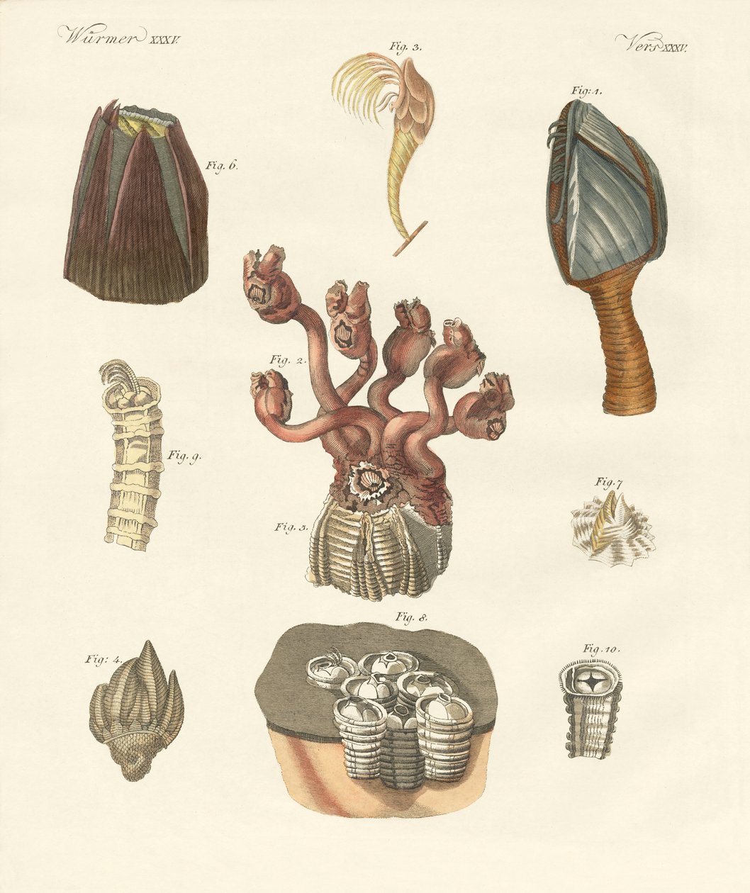 Cirrhipodes, vers à soies ou brachiopodes - German School