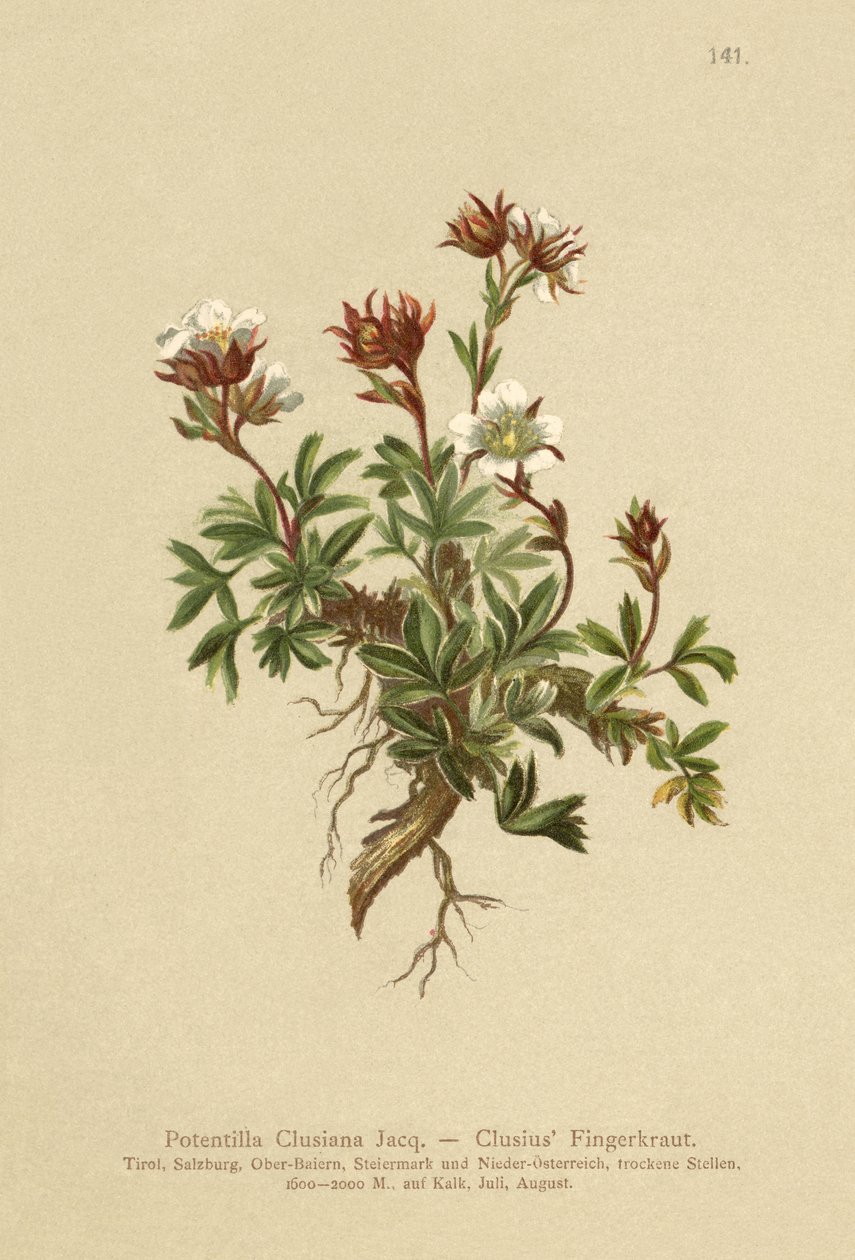 Potentille de Clusius (Potentilla Clusiana) - German School