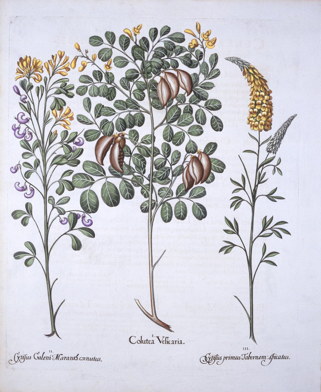 Arbre de Colutea et variétés de cytise, de Hortus Eystettensis, par Basil Besler, pub. 1613 - German School