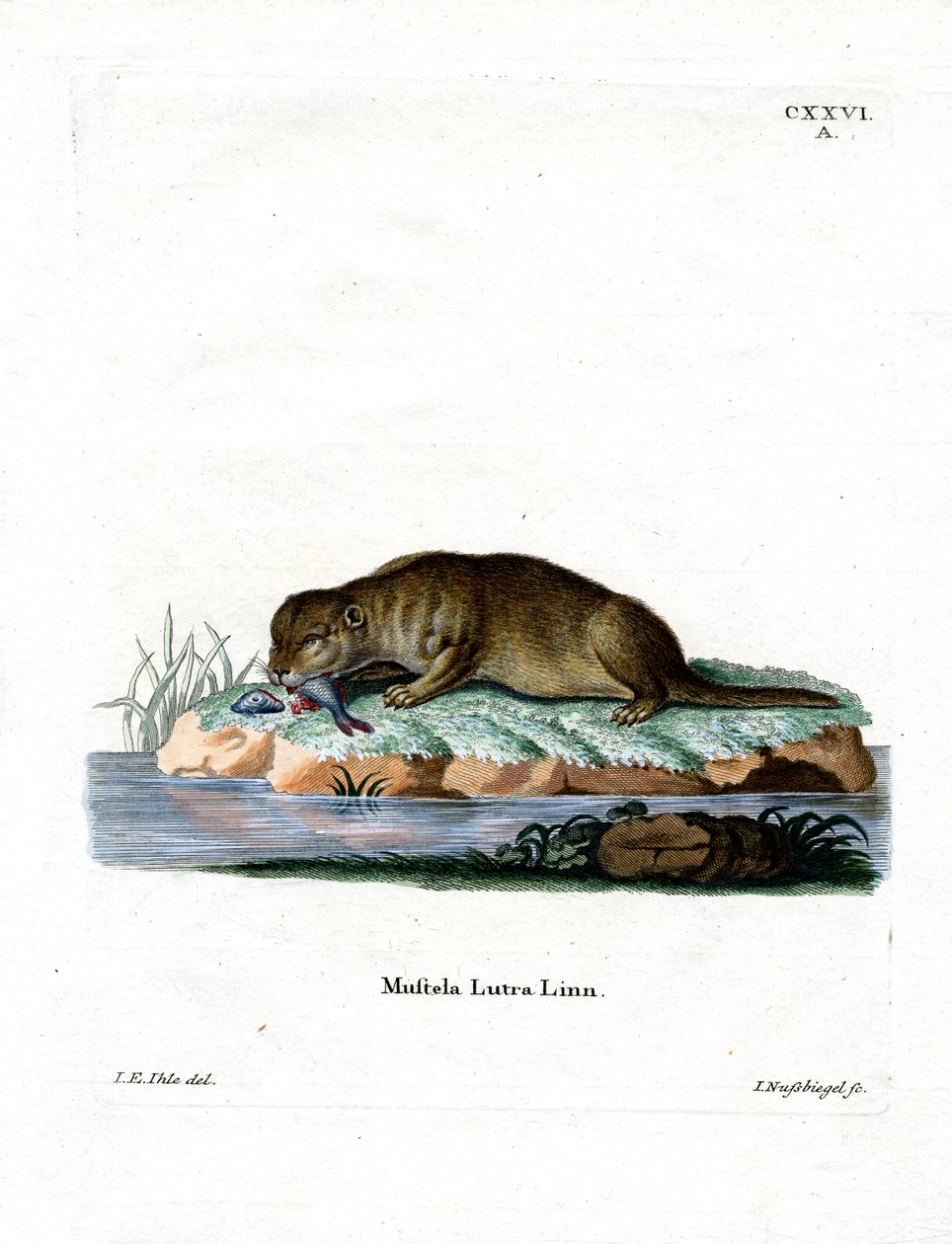 Loutre commune - German School