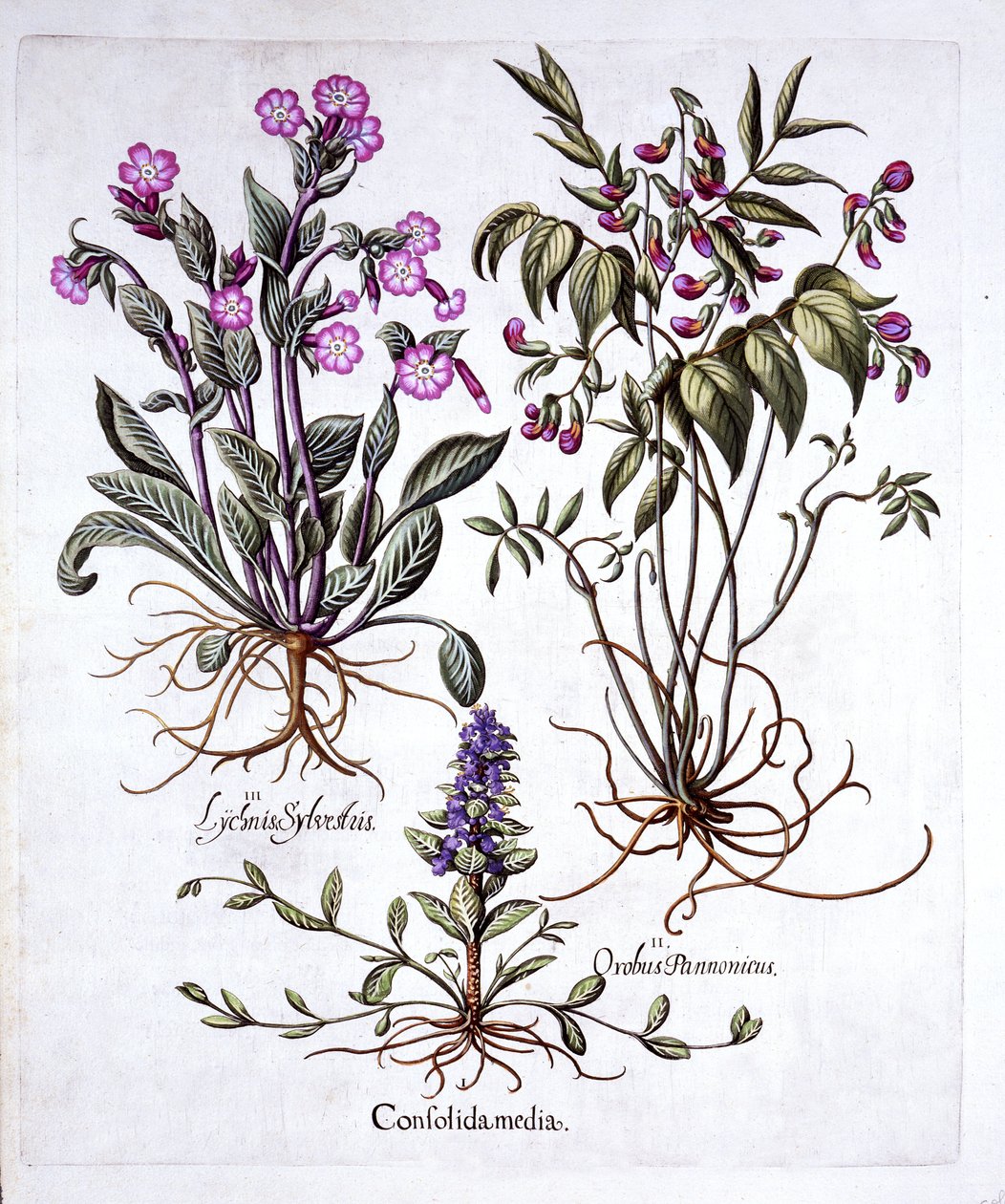 Bugle rampant, vesce printanière et compagnon rouge, de Hortus Eystettensis, par Basil Besler, pub. 1613 - German School