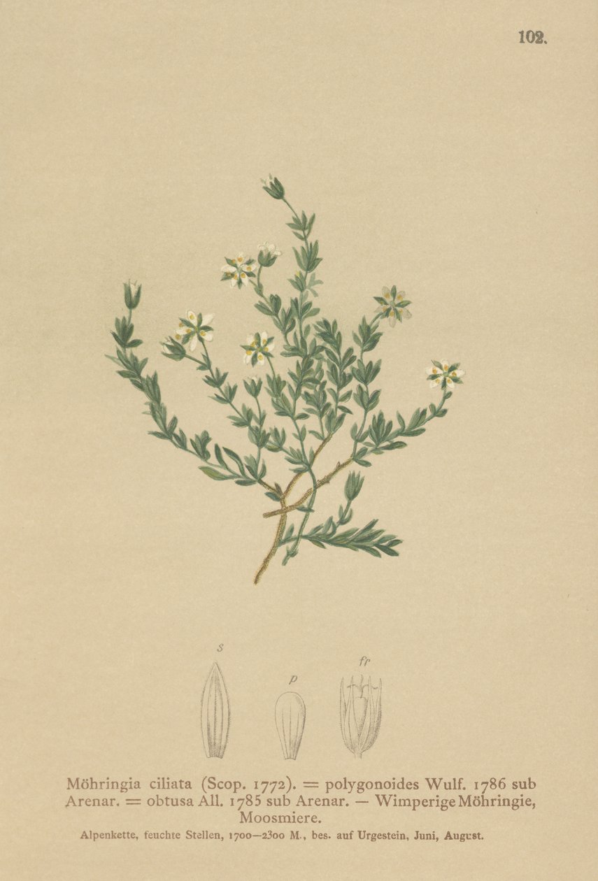 Sabuline rampante (Moehringia ciliata) - German School