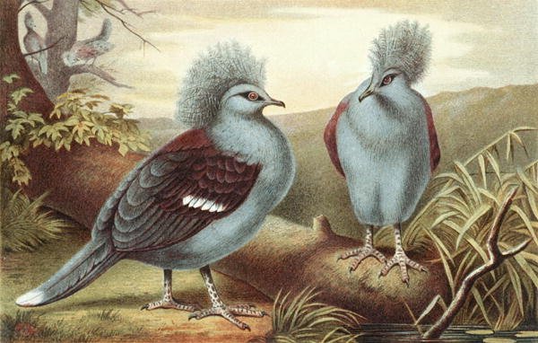 Pigeon couronné, planche de "Brehms Tierleben: Allgemeine Kunde des Tierreichs", vol.5, p.434, publié par Bibliographisches Institut - German School