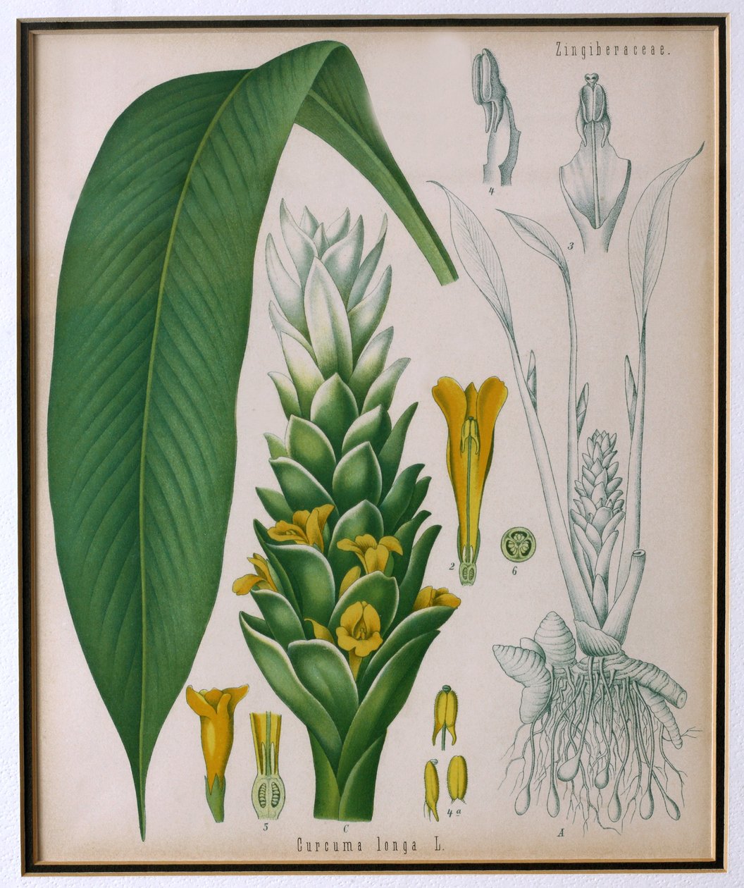 Curcuma longa (curcuma) de Plantes Médicinales de Kohler par Franz Eugen Kohler - German School