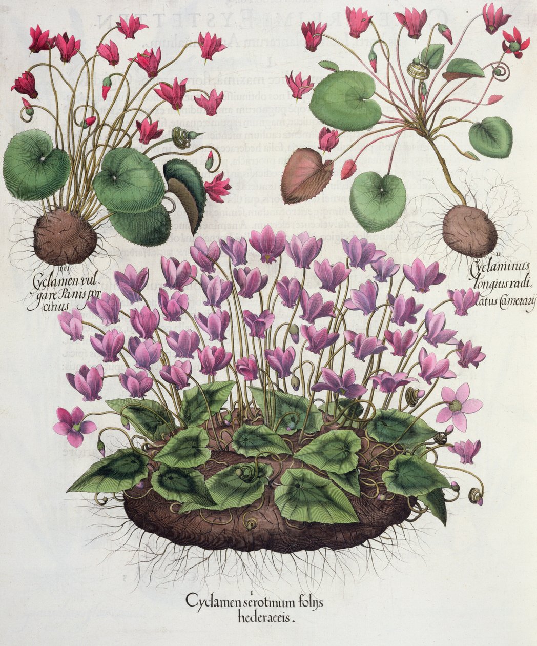 Cyclamen, du Hortus Eystettensis par Basil Besler - German School