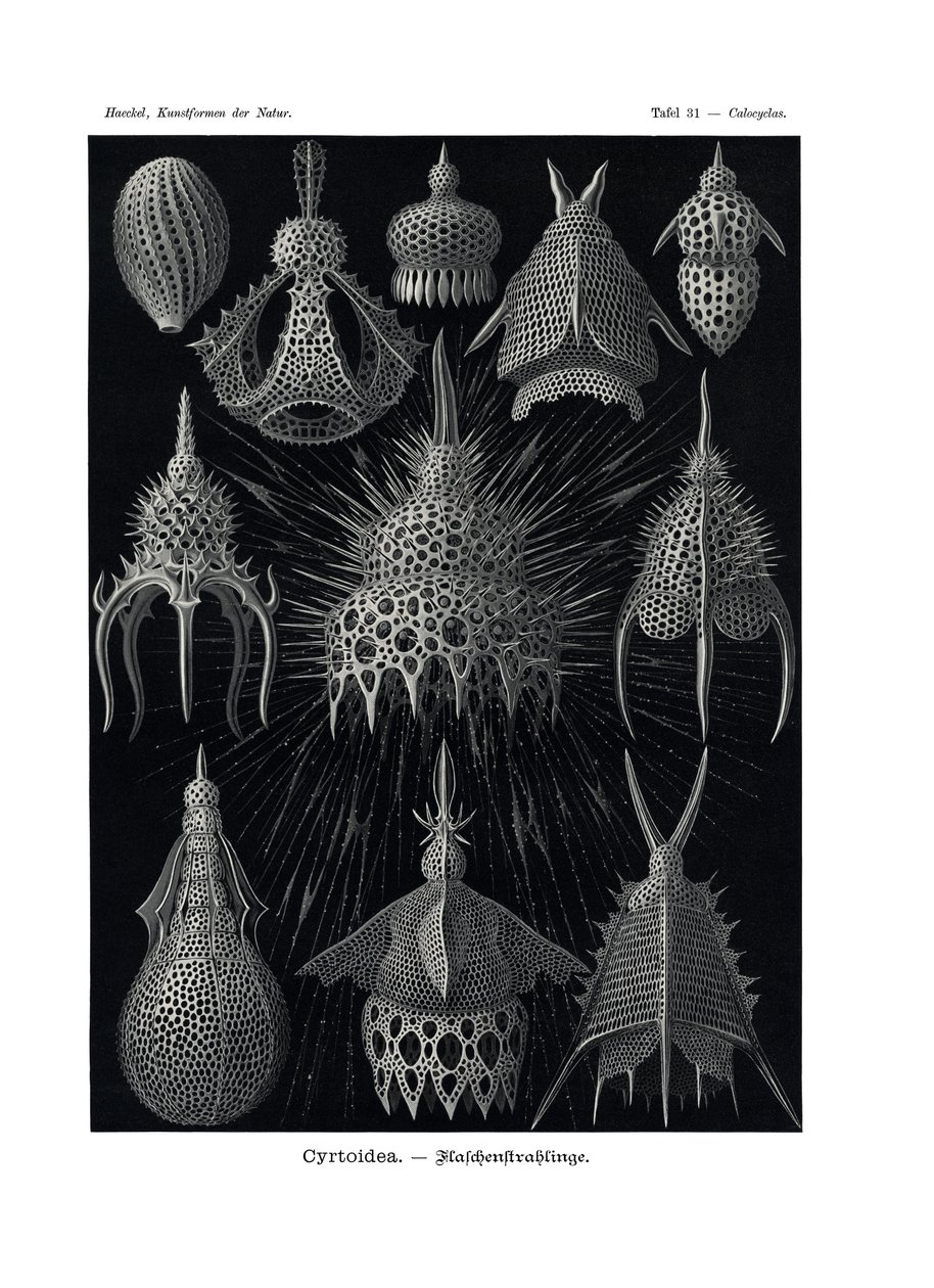 Cyrtoidea, 1899-1904 - German School