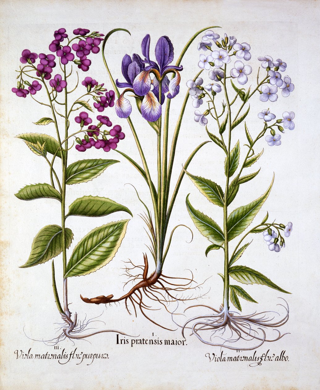 Dames Violet et Field Iris, de Hortus Eystettensis, par Basil Besler, pub. 1613 - German School