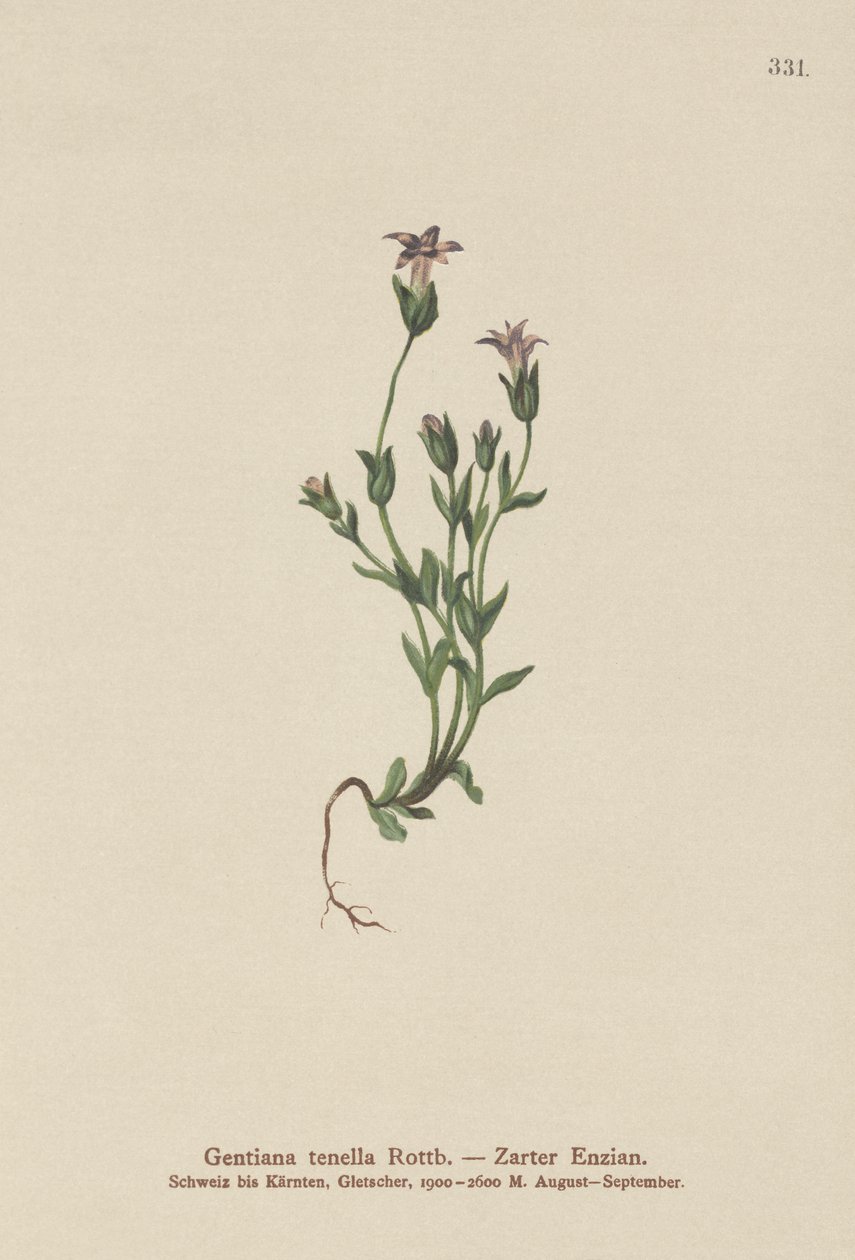 Gentiane naine du Danemark (Gentiana tenella, Gentianella tenella, Comastoma tenellum) - German School