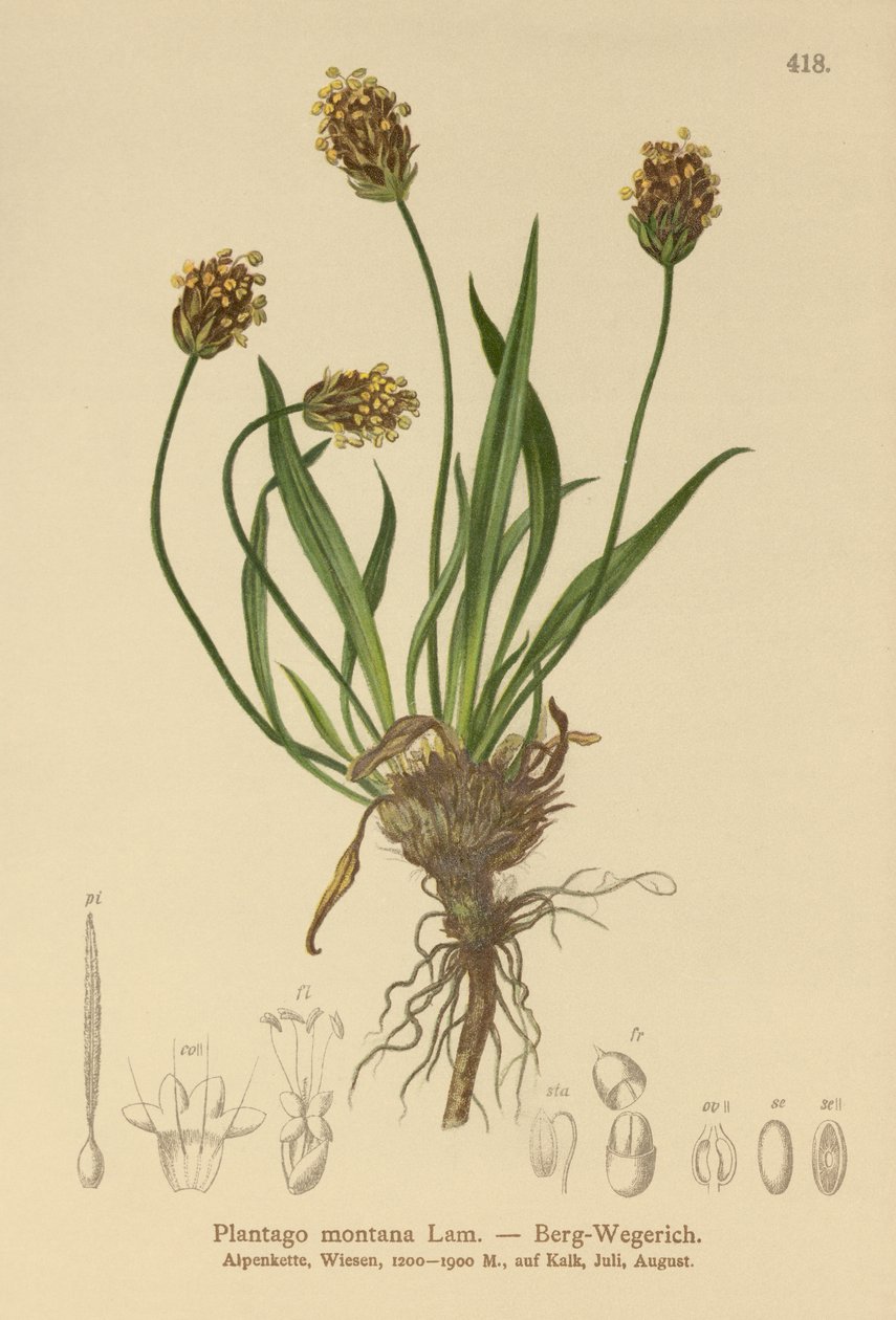 Plantain noir (Plantago atrata, Plantago montana) - German School