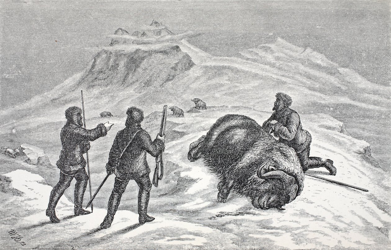 Mort du bœuf musqué, pub. Londres 1874 - German School