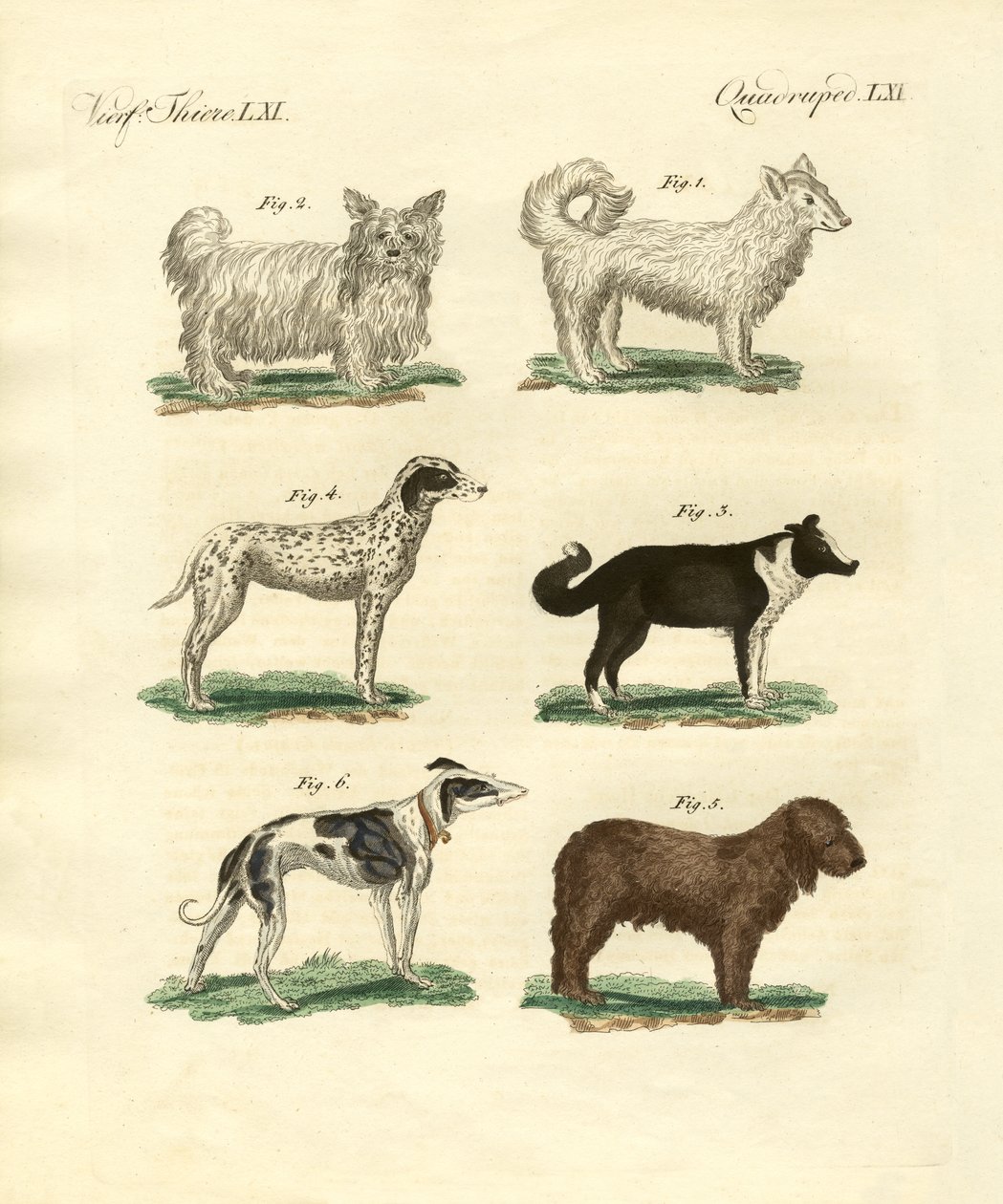 Différentes sortes de chiens - German School