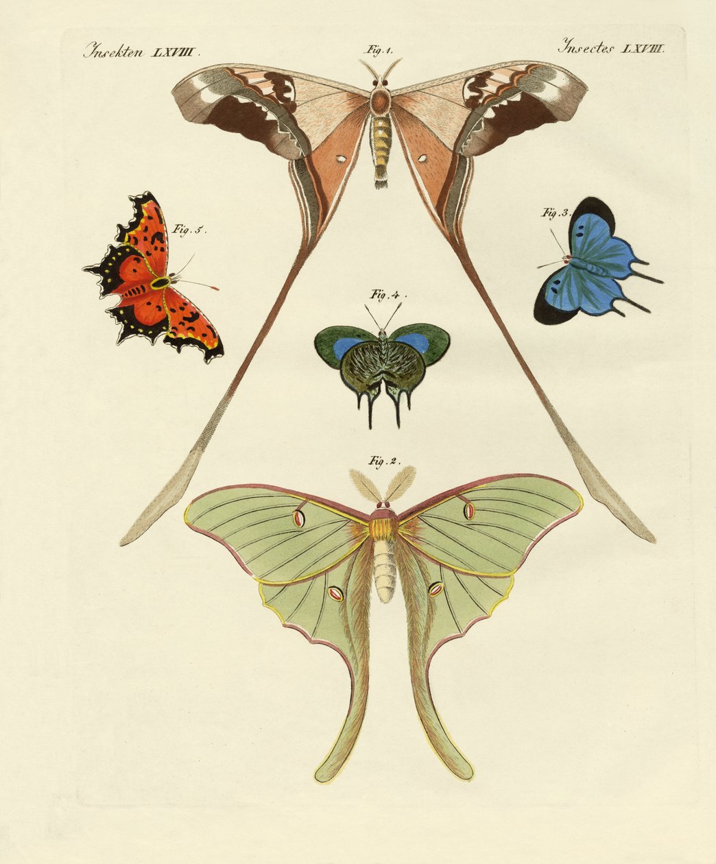 Différents types de papillons étrangers - German School