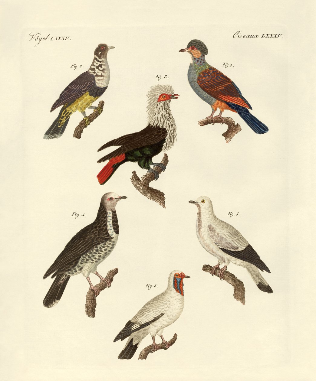 Différents types de pigeons étrangers (gravure en couleur) - German School