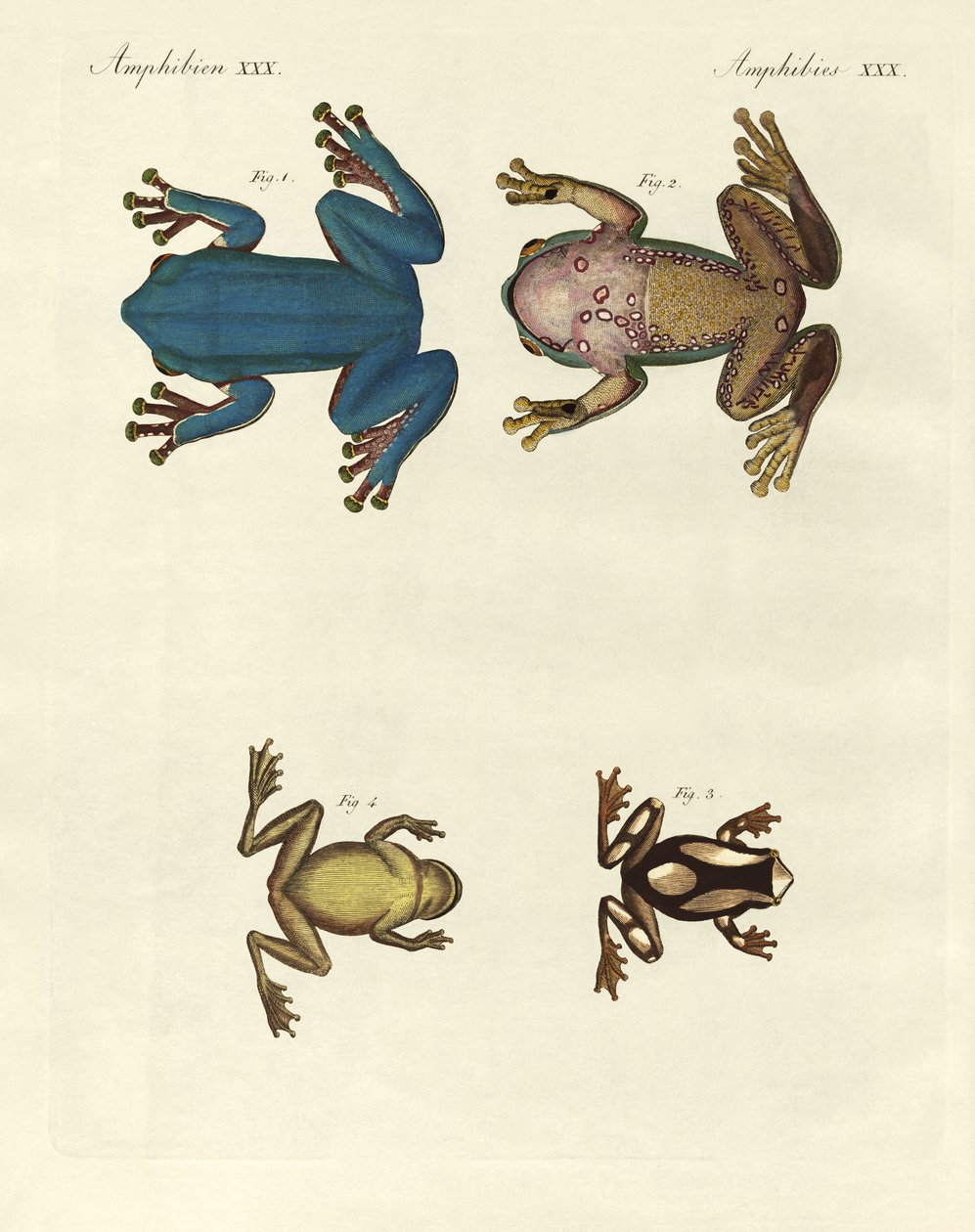 Différents types de grenouilles arboricoles étrangères (gravure en couleur) - German School