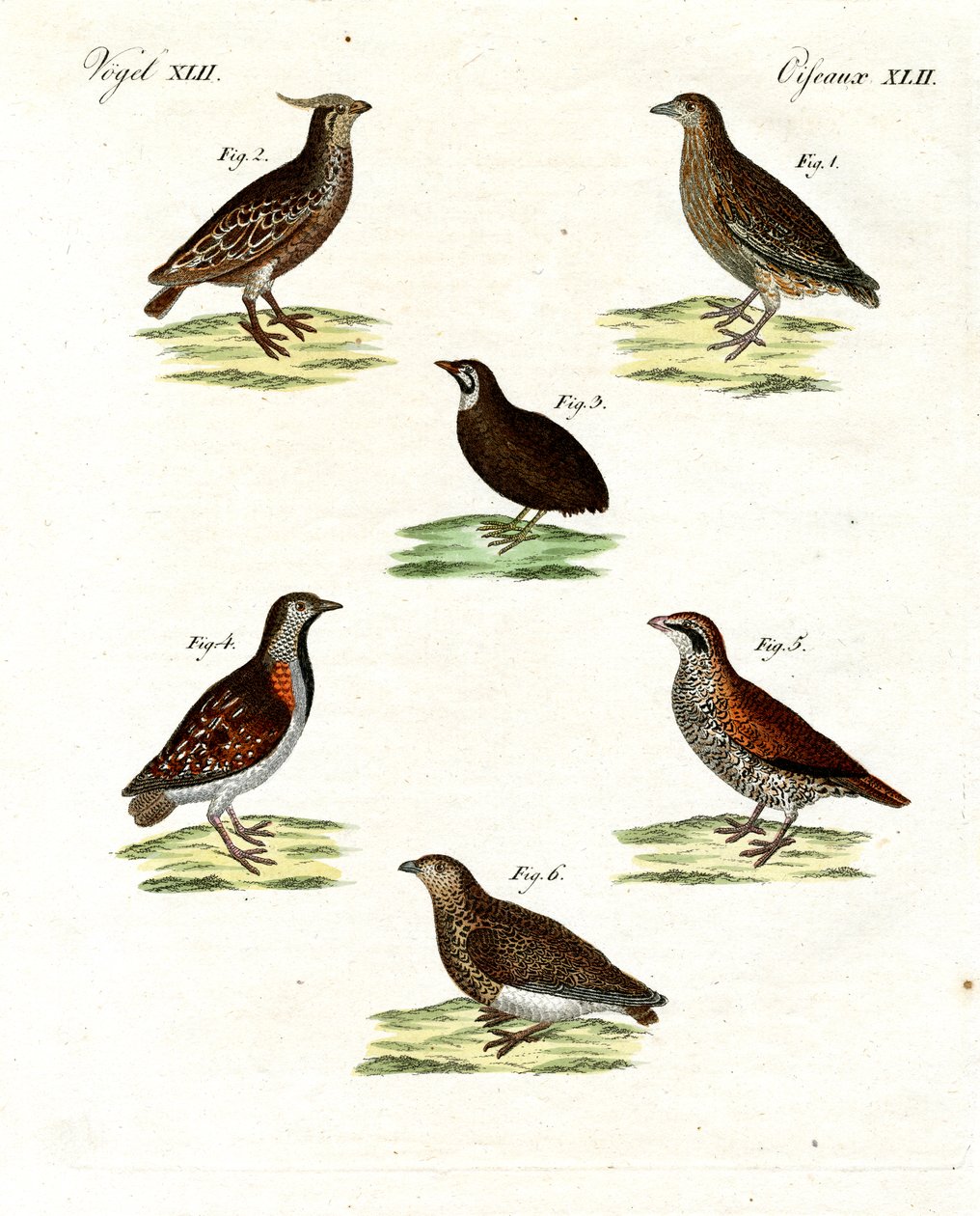 Différentes sortes de cailles - German School