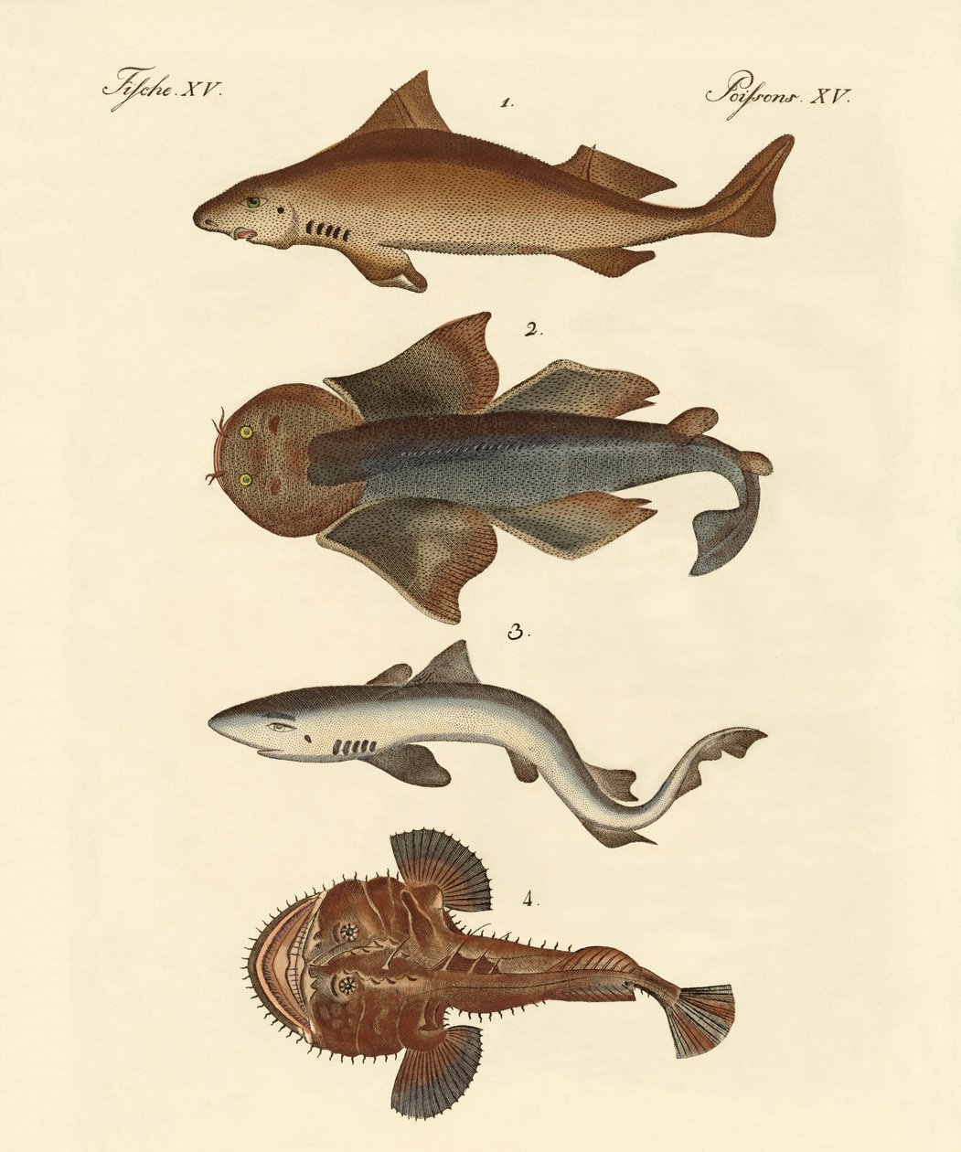 Tableau Des Types De Requins