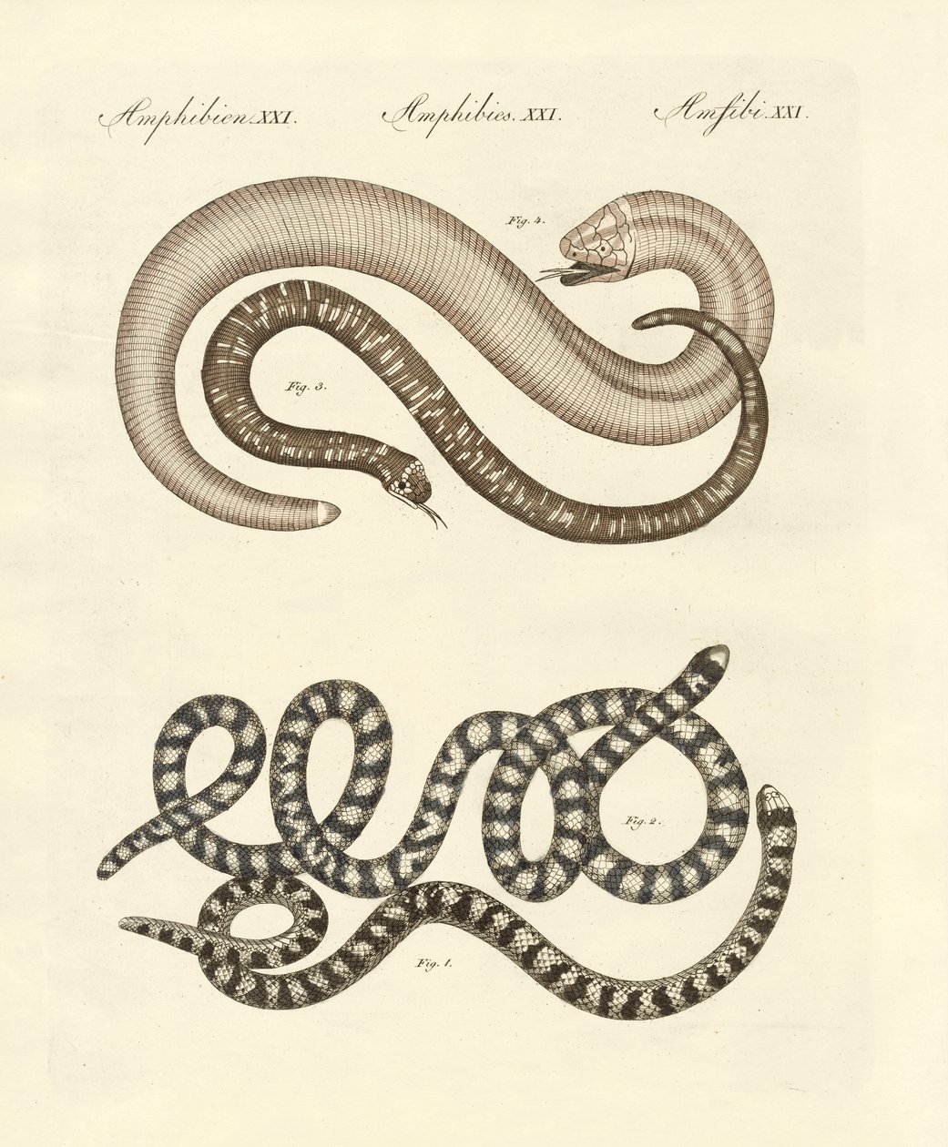 Différentes sortes de serpents - German School