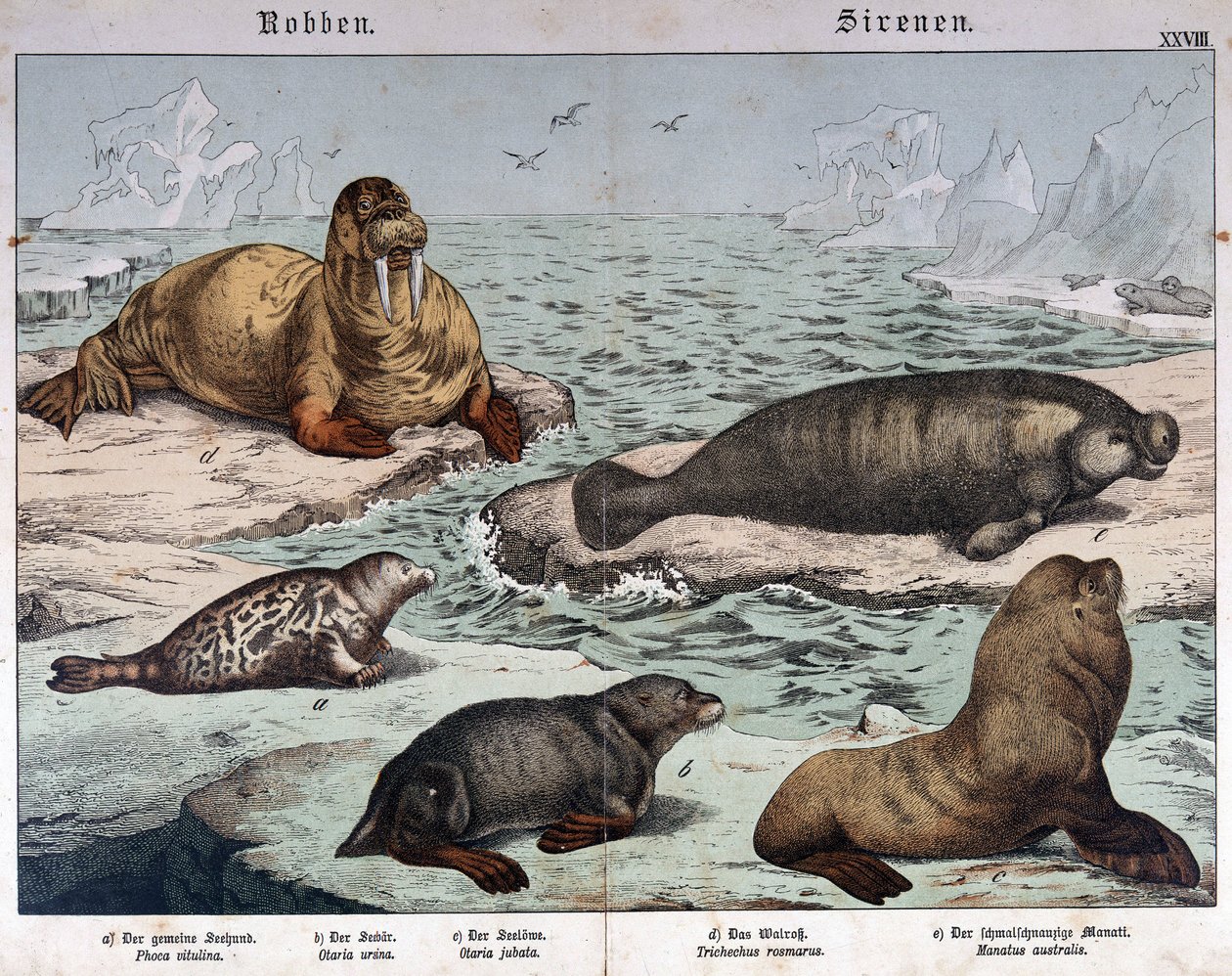 Différents types de phoques (phoque marbré à gauche), morse (en haut à gauche) et otaries - dans « Histoire naturelle des mammifères », éd. Schreiber, Munich - German School