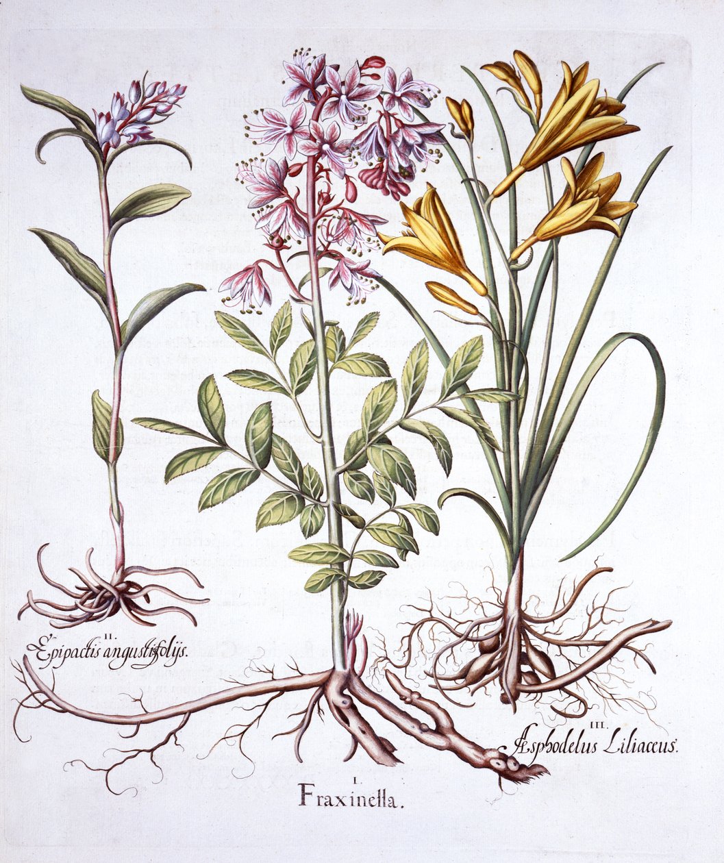 Dictame, helléborine blanche et lys jaune, de Hortus Eystettensis, par Basil Besler, pub. 1613 - German School