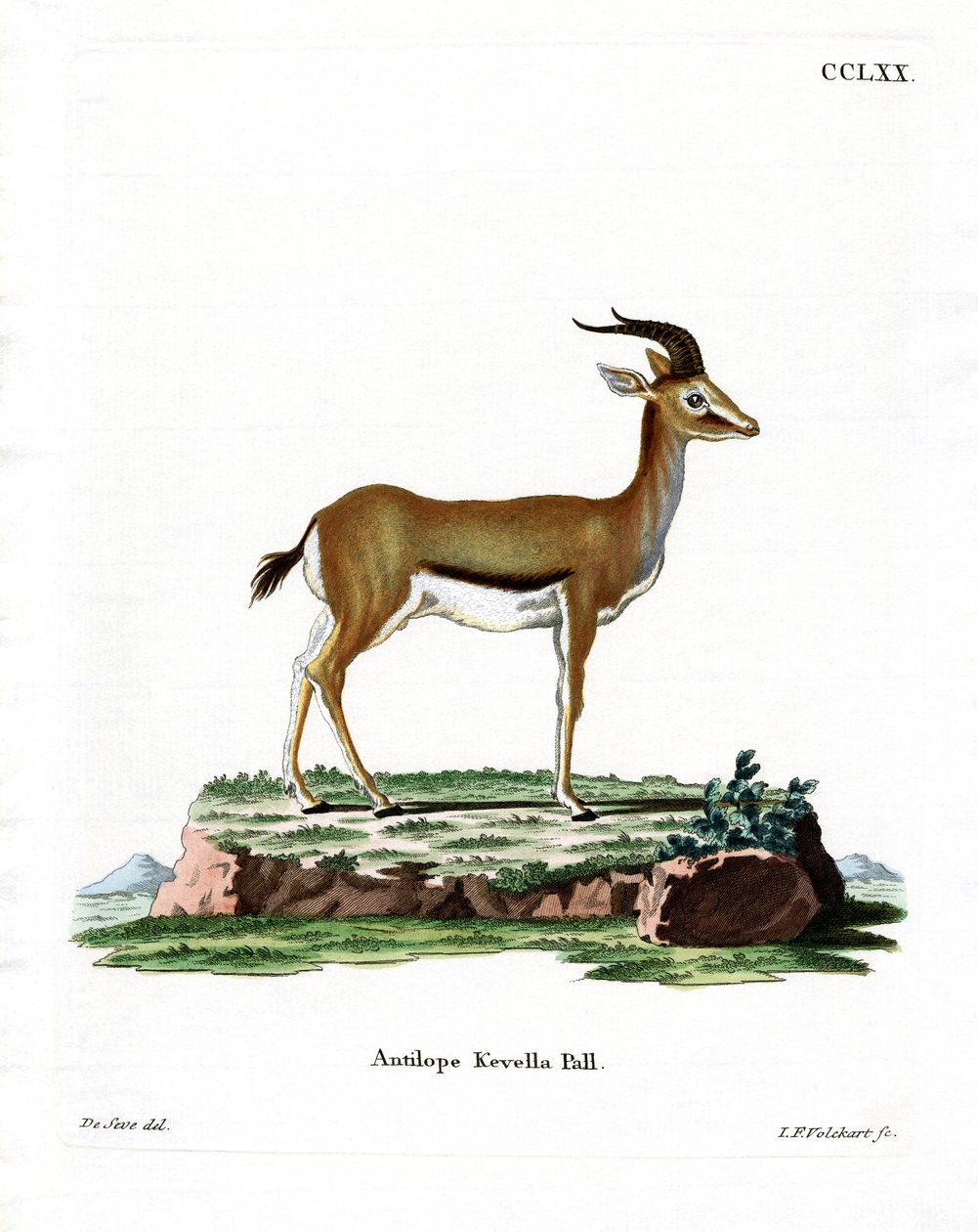 Gazelle Dorcas | German School | Estampe d'art