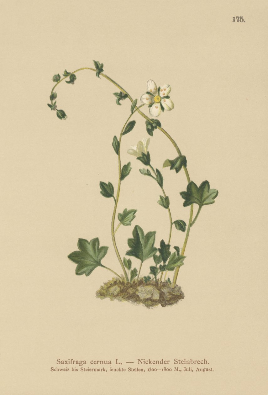 Saxifrage penchée (Saxifraga cernua) - German School