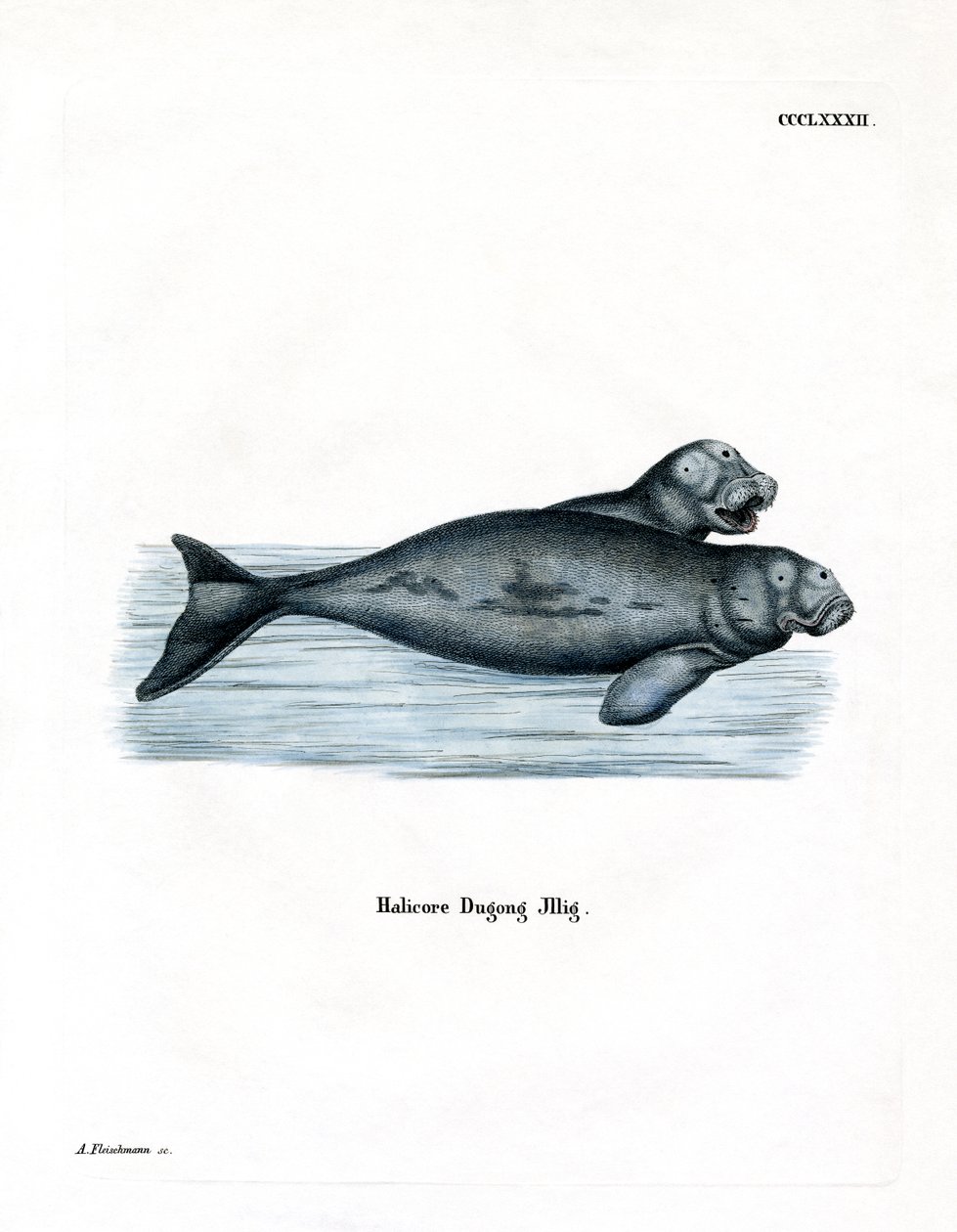 Dugong - German School