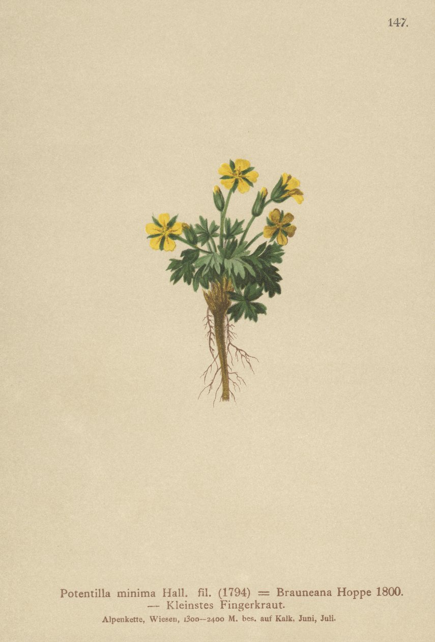 Potentille naine (Potentilla minima) - German School