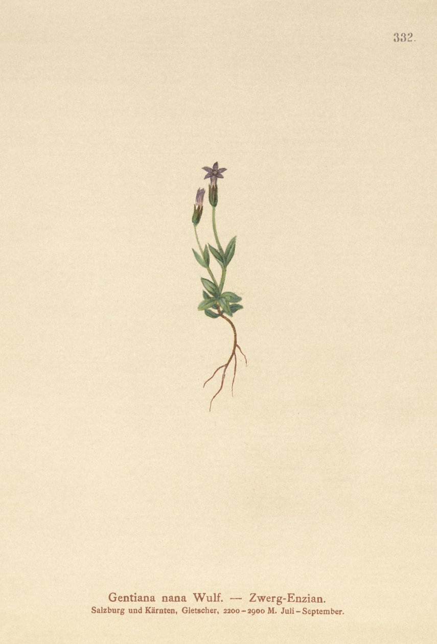 Gentiane naine (Gentiana nana, Gentianella nana) - German School