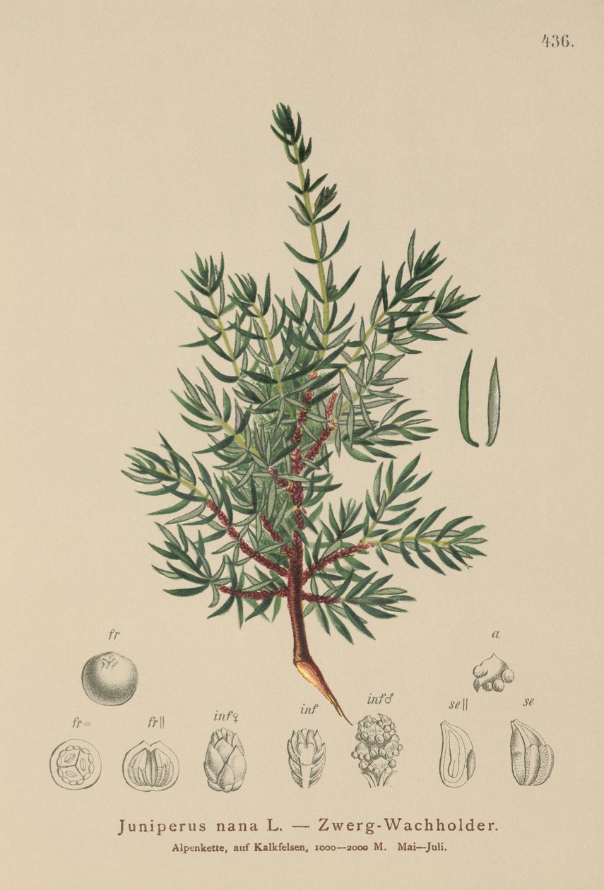 Genévrier nain (Juniperus nana, Juniperus communis subsp. nana, Juniperus communis var. saxatilis) - German School