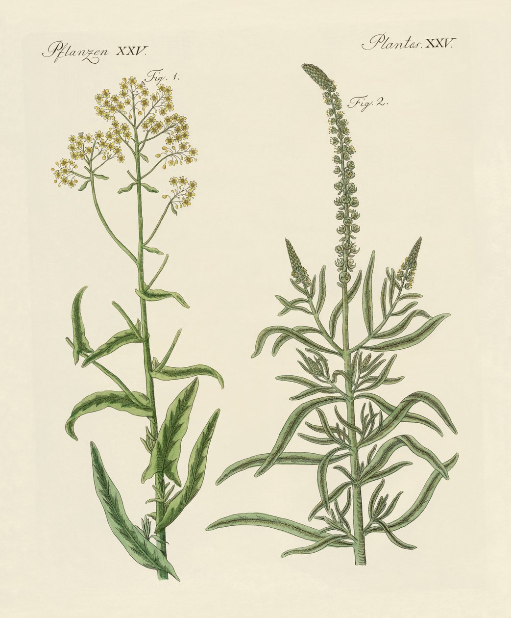 Plantes tinctoriales - German School