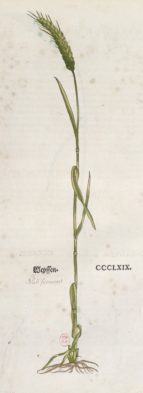 Épi de blé, tiré de L