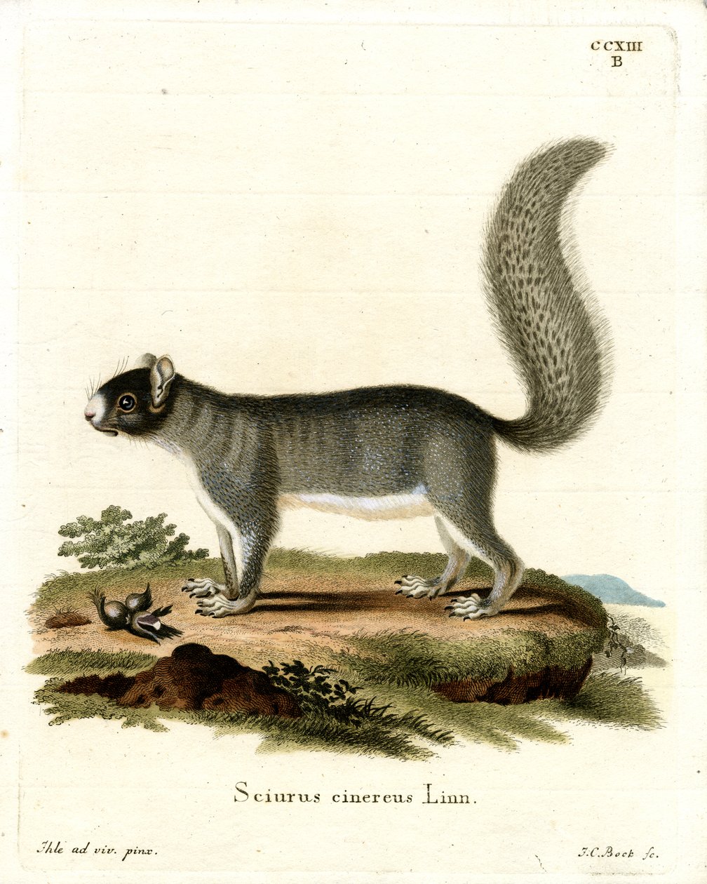 Écureuil gris de l
