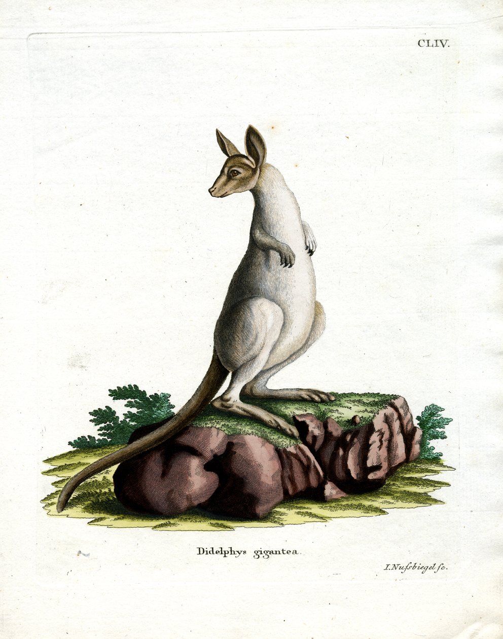 Kangourou gris de l