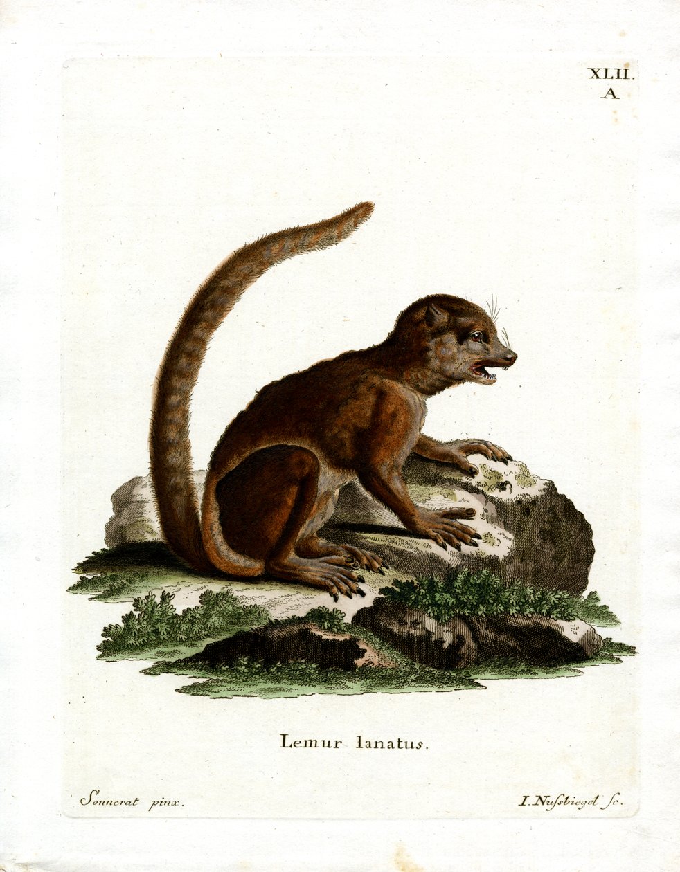 Lémur laineux de l