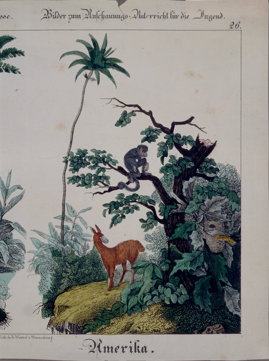 Affiche éducative représentant la flore et la faune d