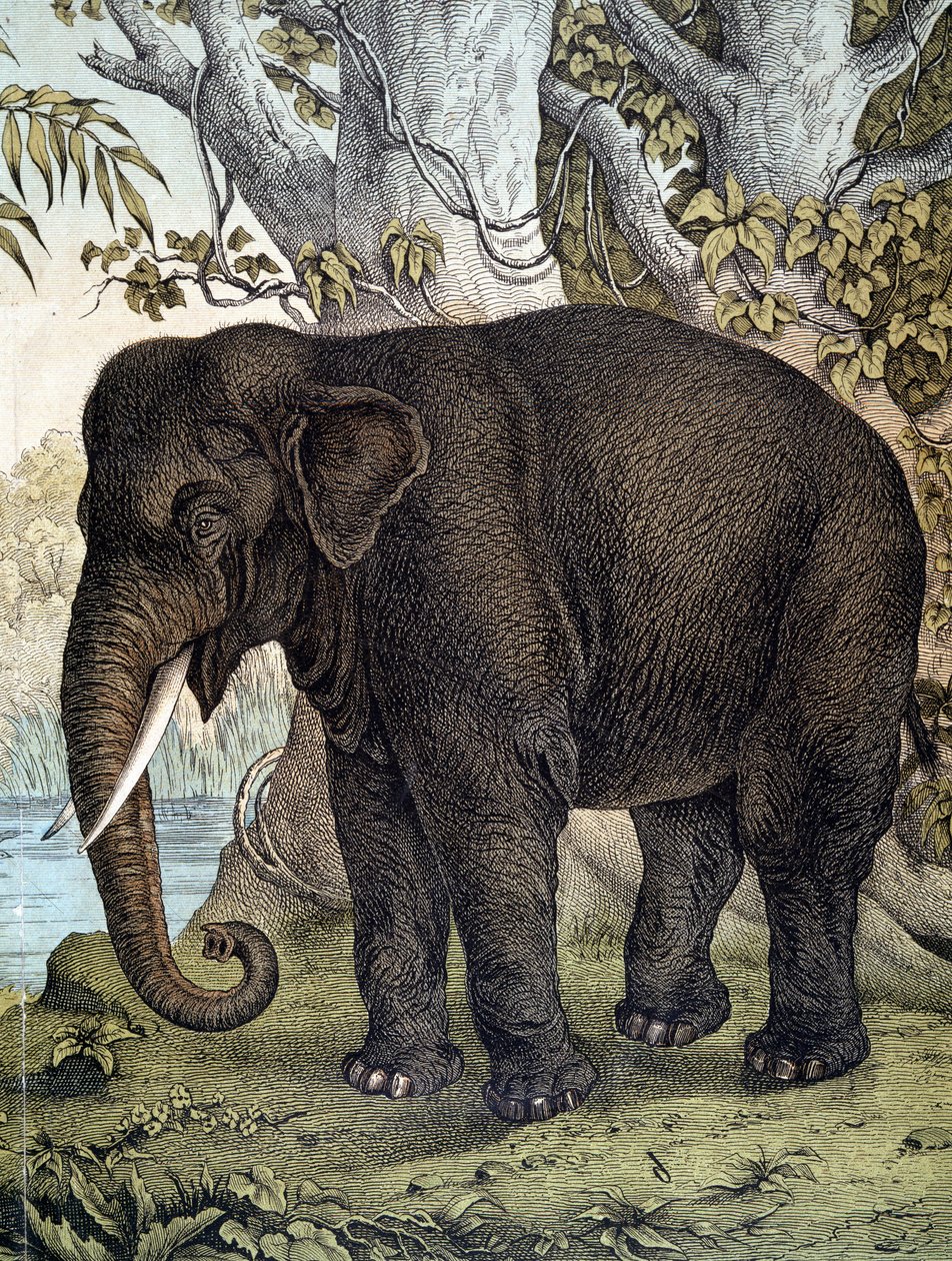 Éléphant - dans "Histoire naturelle des mammifères", éd. Schreiber, Munich - German School
