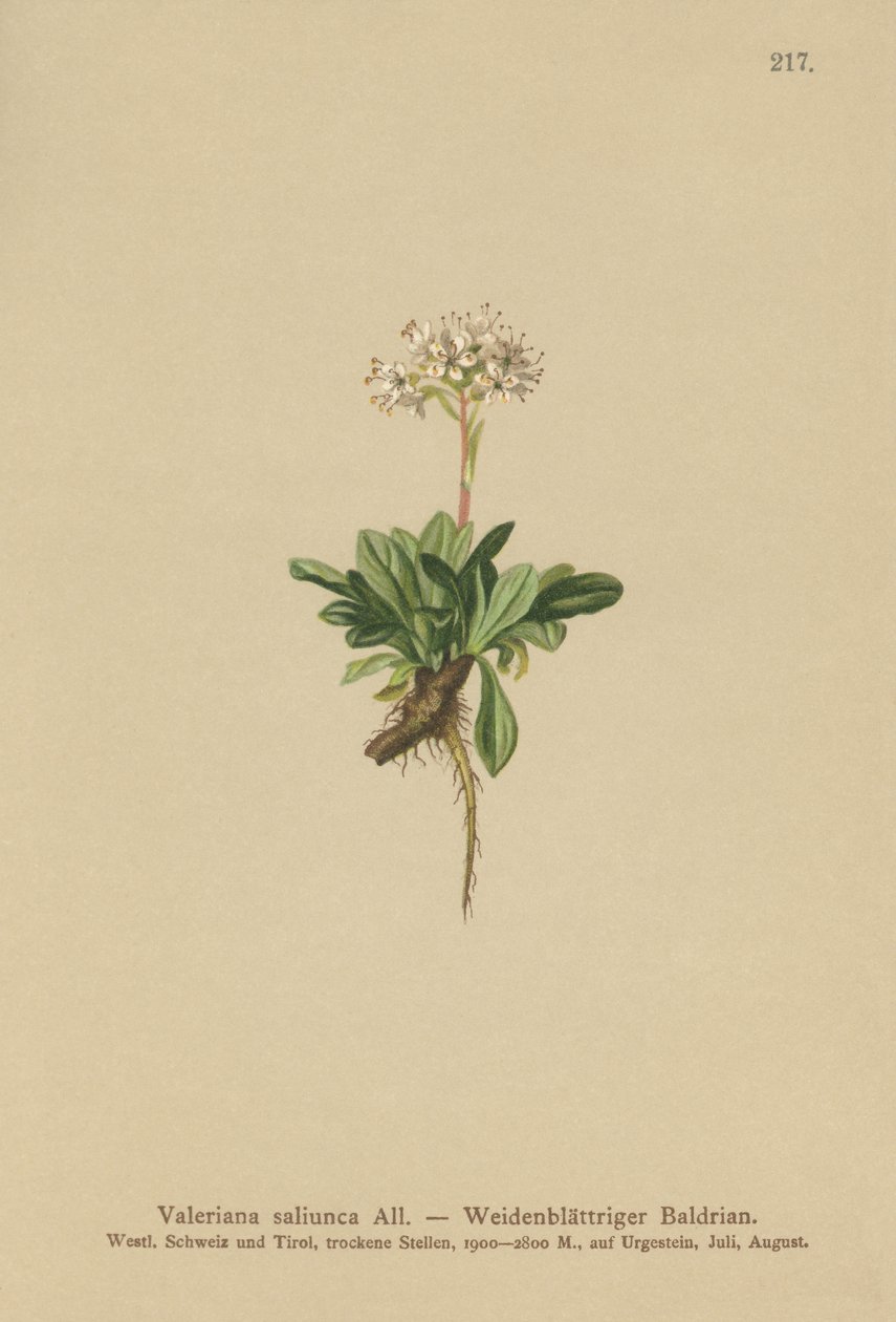 Valériane à feuilles entières (Valeriana saliunca) - German School