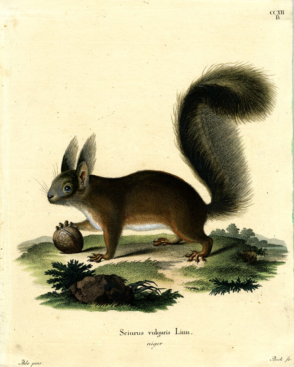 Écureuil roux eurasien - German School