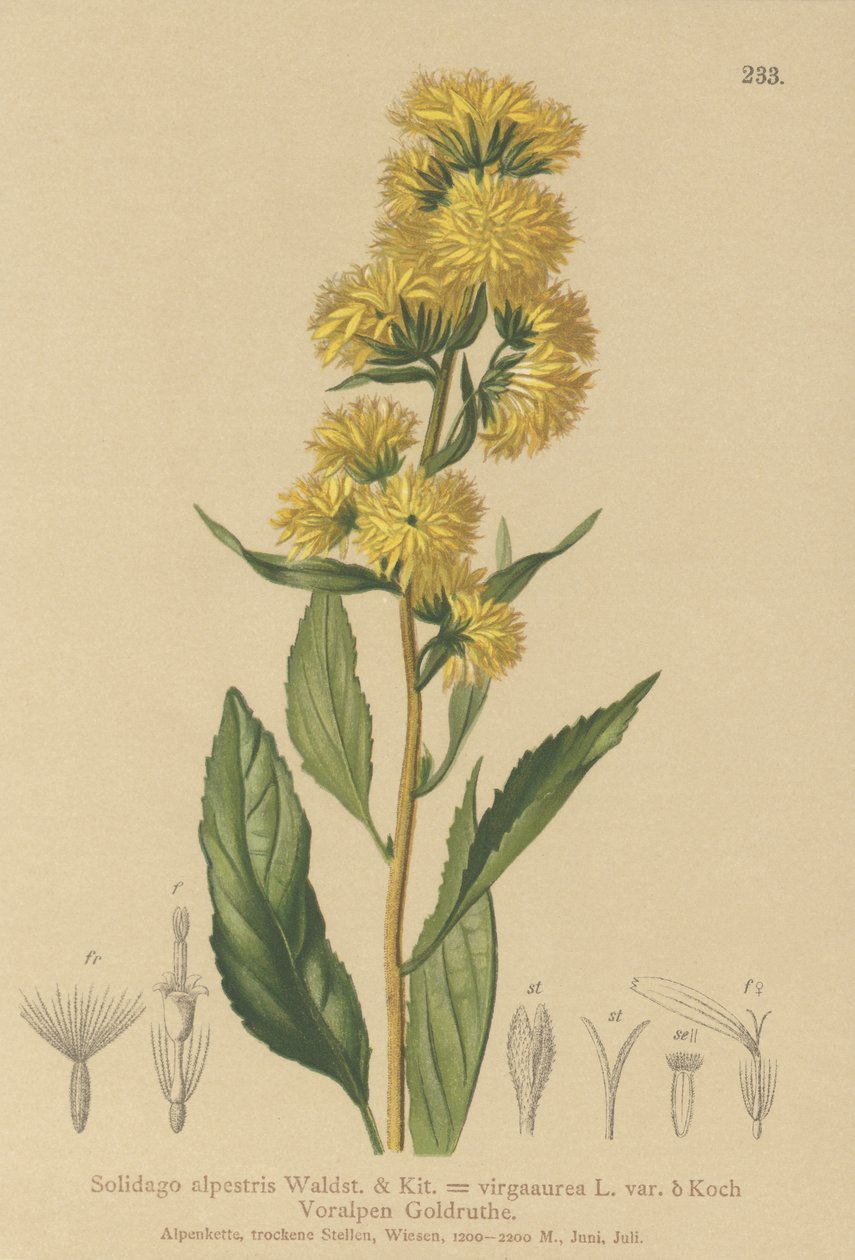 Solidage des Alpes (Solidago alpestris, Solidago virgaurea) - German School