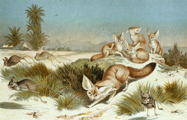 Fennec, planche de "Brehms Tierleben: Allgemeine Kunde des Tierreichs", vol.2, p.202, publié par Bibliographisches Institut - German School