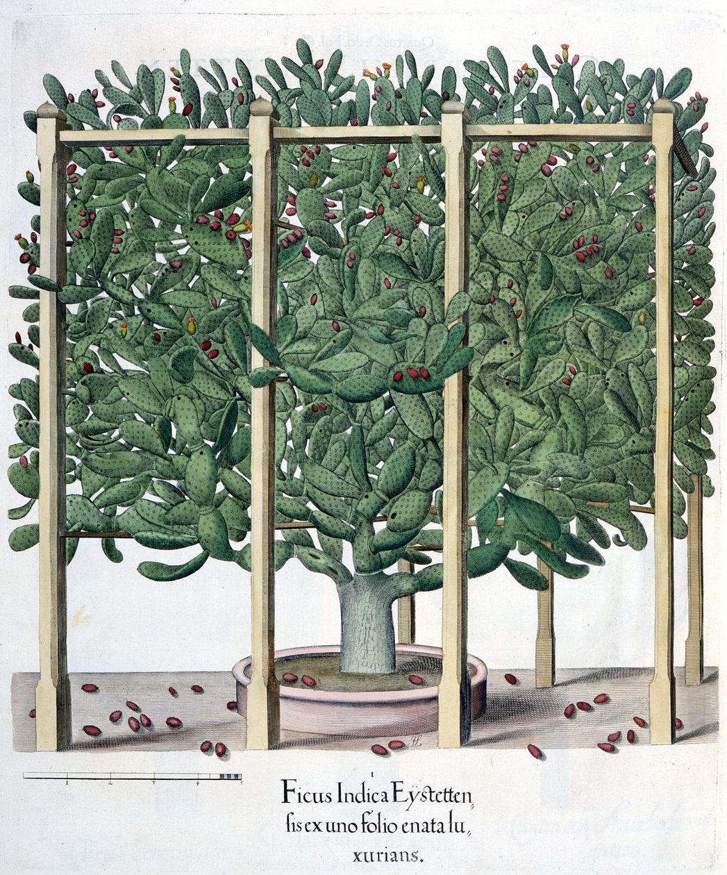 Ficus indica eystettensis, du Hortus Eystettensis par Basil Besler (1561-1629), pub. 1613 - German School