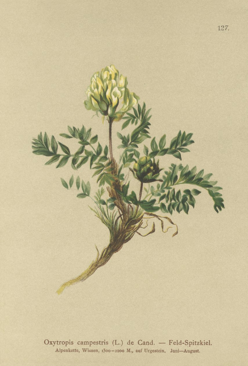 Oxytropis des champs (Oxytropis campestris) - German School