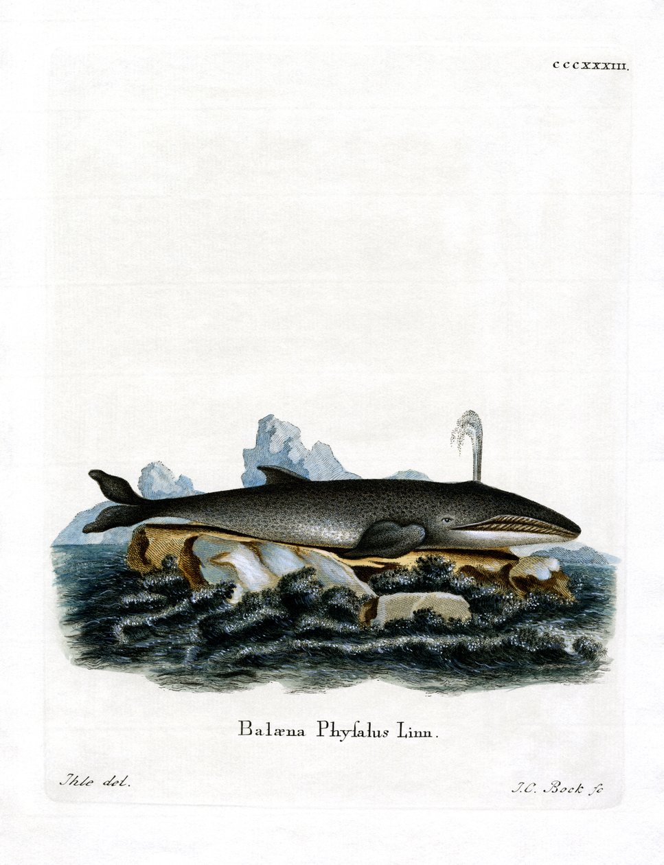 Baleine à Nageoires - German School