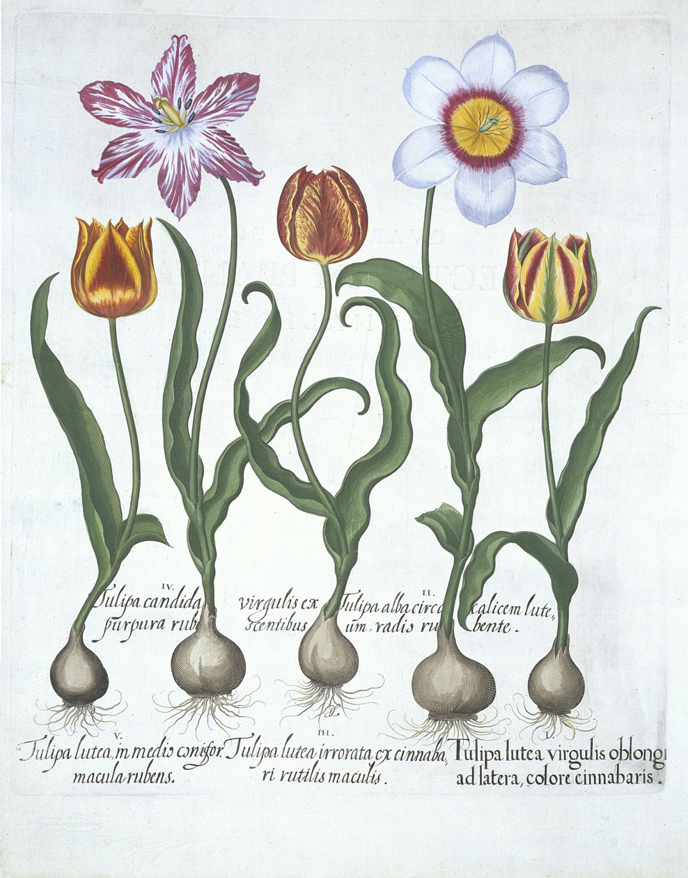 Cinq tulipes, de Hortus Eystettensis par Basil Besler (1561-1629) publié en 1613 - German School